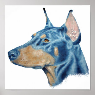 Poster Doberman