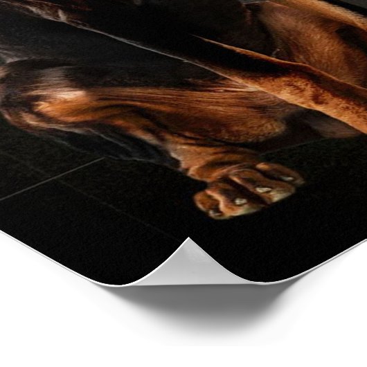 Poster Doberman (Coin)