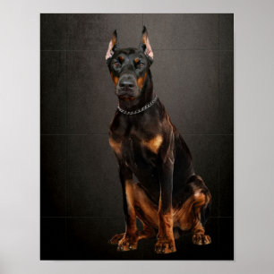 Poster Doberman, chien de garde fiable