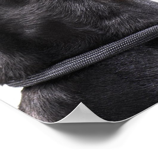 Poster Doberman hurle (Coin)