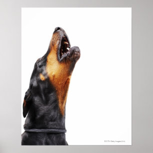 Poster Doberman hurle