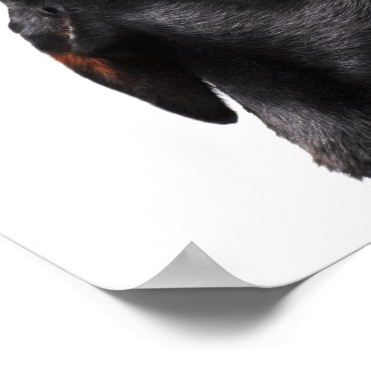 Poster Doberman hurle, gros plan (Coin)