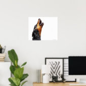 Poster Doberman hurle, gros plan (Bureau à domicile)