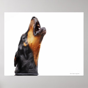 Poster Doberman hurle, gros plan
