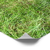 Poster Doberman Pinscher (Coin)