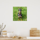 Poster Doberman Pinscher (Cuisine)
