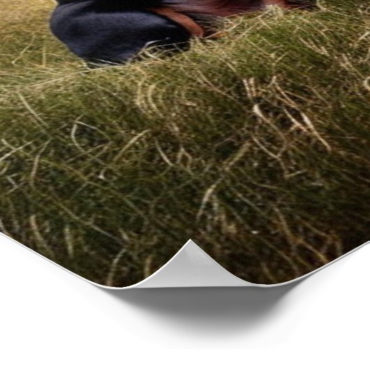 Poster Doberman Pinscher (Coin)