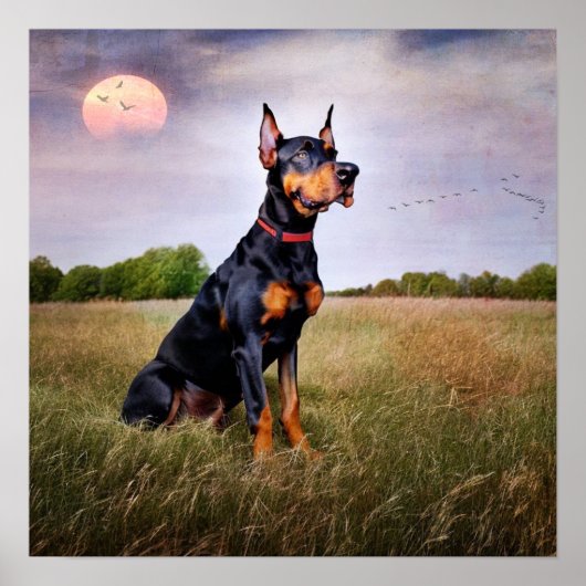 Poster Doberman Pinscher (Devant)