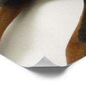 Poster Doberman Pinscher 2 (Coin)