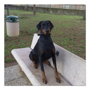 Poster doberman pinting