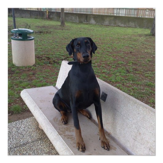 Poster doberman pinting (Devant)