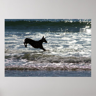 Poster Dobermann - noir - saut d'océan
