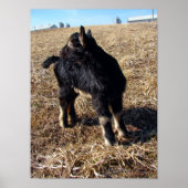 Poster Dobie (Devant)