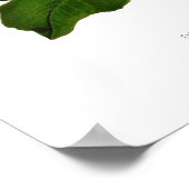 Poster Dodécatheon integrifolium (Coin)