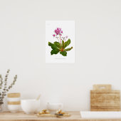 Poster Dodécatheon integrifolium (Cuisine)