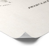 Poster Dodécatheon meadia (Coin)