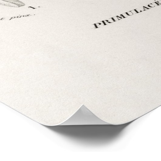 Poster Dodécatheon meadia (Coin)