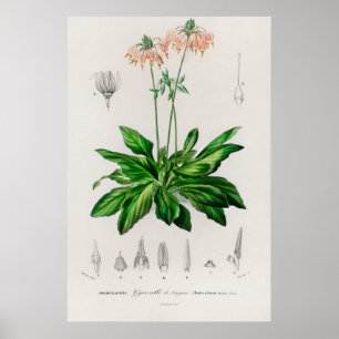 Poster Dodecatheon meadia