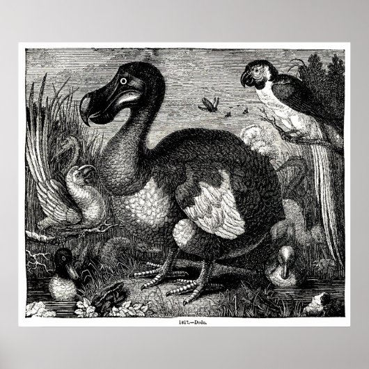 Poster Dodo Antique Print (Devant)