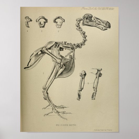 Poster Dodo Didus Ineptus Squelette d'oiseaux disparus Im (Devant)