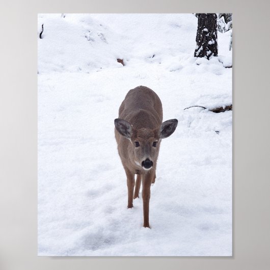 Poster Doe cerf dans la neige Montana Faune photographie (Devant)