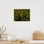 Poster Doe in Pine Trees (Cuisine)