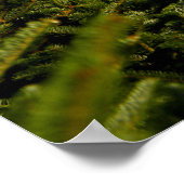 Poster Doe in Pine Trees (Coin)
