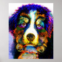 dog 157 Bernese Mountain