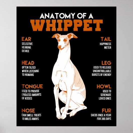 Poster Dog | anatomy of a whippet dogs t funny vend (Devant)