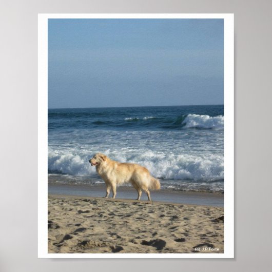 Poster Dog At The Beach (Devant)