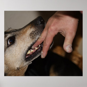 Poster Dog biting finger