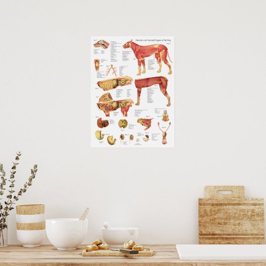Poster Dog Muscles Internal Anatomy Chart (Cuisine)