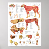 Poster Dog Muscles Internal Anatomy Chart (Devant)