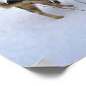 Poster Dog Sledding à Québec, Canada (Coin)