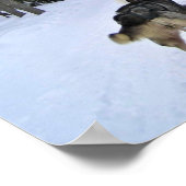 Poster Dog Sledding à Québec, Canada (Coin)