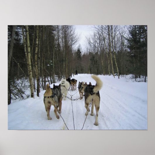 Poster Dog Sledding à Québec, Canada (Devant)