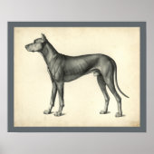Poster Dog Surface Topography Anatomy Print (Devant)