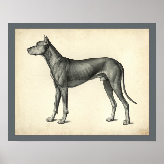 Poster Dog Surface Topography Anatomy Print (Devant)