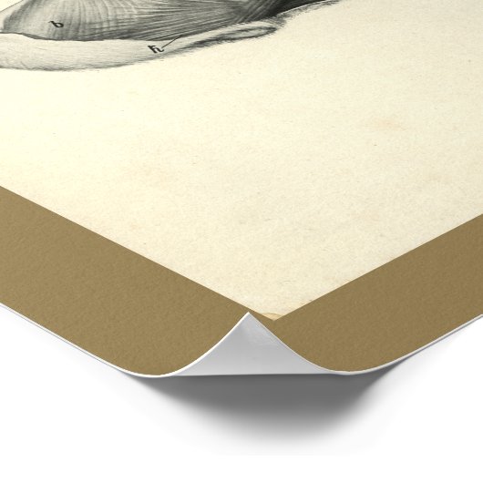 Poster Dog Veterinary Skull Head Muscle Anatomy Print (Coin)