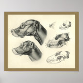 Poster Dog Veterinary Skull Head Muscle Anatomy Print (Devant)