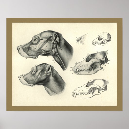 Poster Dog Veterinary Skull Head Muscle Anatomy Print (Devant)