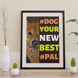 Poster #Dog, votre nouveau meilleur #Pal...Shiba Inu