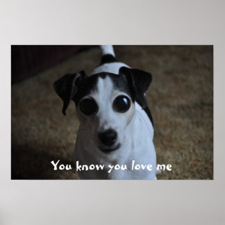 Poster dog, You know you love me.