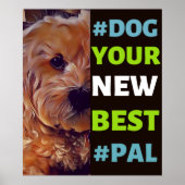 Poster #Dog, your New Best #Pal ...Cavapoo (Devant)