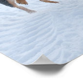 Poster Dogs Playing in the Snow (Coin)