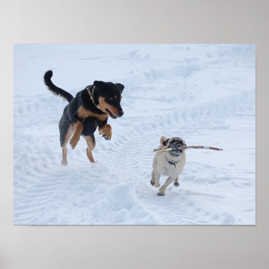 Poster Dogs Playing in the Snow (Devant)