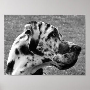 POSTER DOGUE ALLEMAND