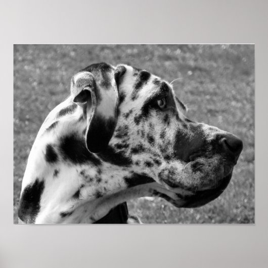 POSTER DOGUE ALLEMAND (Devant)