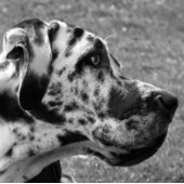 POSTER DOGUE ALLEMAND