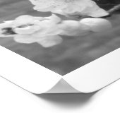 Poster dogwood blooms (Coin)